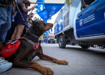 León se consolida como referente nacional en esterilización gratuita de mascotas