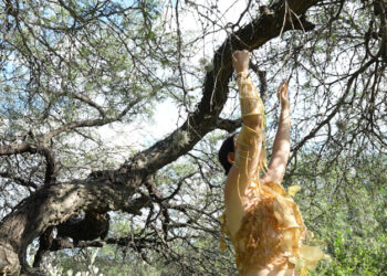‘Bajo la sombra del mezquite’: una exposición que une arte, naturaleza y tecnología llega a Guanajuato